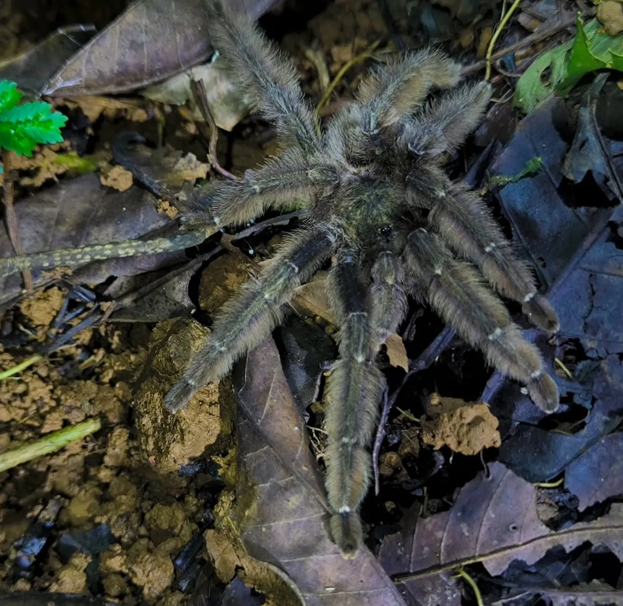 psalmopoeus reduncus spider looking for a pray at the forest during night